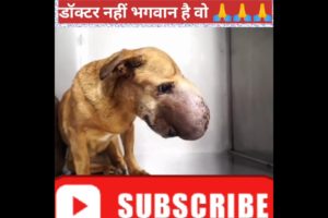 Dog unbelievable rescue # shorts inquiry #dog rescue #shorts #animalrescue