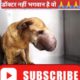 Dog unbelievable rescue # shorts inquiry #dog rescue #shorts #animalrescue