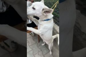 Dog wants to play #shorts #india #nepal #dog #animals