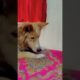 Dogs Doing Funny Things Tik Tok Cutest Puppies TIKTOK #dog #doglover #puppy #Pet #InstaDog