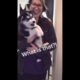 Dogs Doing Funny Things TikToK-Cutest puppies TIKTOK Compilation-Dog Cute Animal BOX