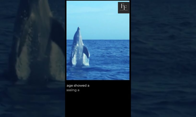 🐬⚠️Dolphins | Are These Animals Playing Russian Roulette? | Fun Facts