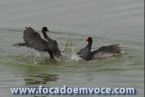 Duelo entre Pássaros / Frango D'água - Animal Fights