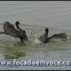 Duelo entre Pássaros / Frango D'água - Animal Fights