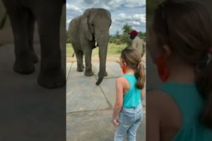 #Elephant imitating the girl’s dance 🐘💃 | #animalplanet #shorts