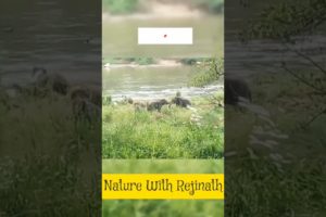 Elephants playing😯😯😯|shorts |nature |wild animals |youtubeshortsvideos |nature with rejinath