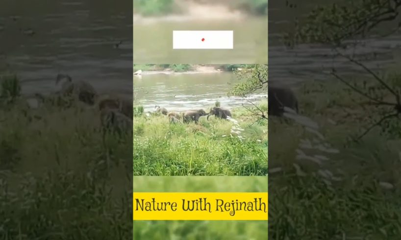 Elephants playing😯😯😯|shorts |nature |wild animals |youtubeshortsvideos |nature with rejinath