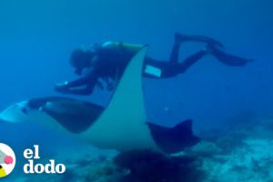 Esta manta raya espera a que estos buzos la rescaten | El Dodo