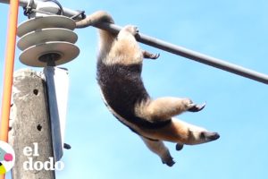 Este oso hormiguero necesitaba ser rescatado de urgencia | El Dodo