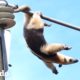 Este oso hormiguero necesitaba ser rescatado de urgencia | El Dodo