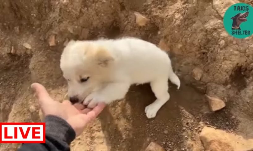 Eves family , Faiths family , and the 7 puppies ❤️🐶❤️all of them are so much bigger - Takis Shelter
