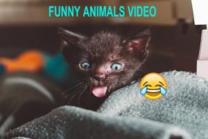 FUNNY ANIMALS VIDEO COMPILATION 2022 #shorts 10