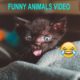 FUNNY ANIMALS VIDEO COMPILATION 2022 #shorts 10