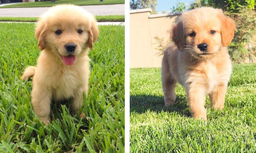 😜FUNNY And CUTE Golden Puppies Will Make You Happy Every Day🐶| Cutest Puppies