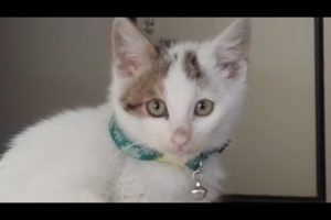Fabulous Kitten 3rd Month after His Rescue Cat Videos New 2023 #catvideos4k #shorts