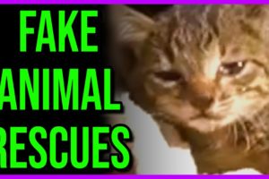 Fake Animal "Rescue" Channels Keep Popping Up...