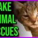 Fake Animal "Rescue" Channels Keep Popping Up...