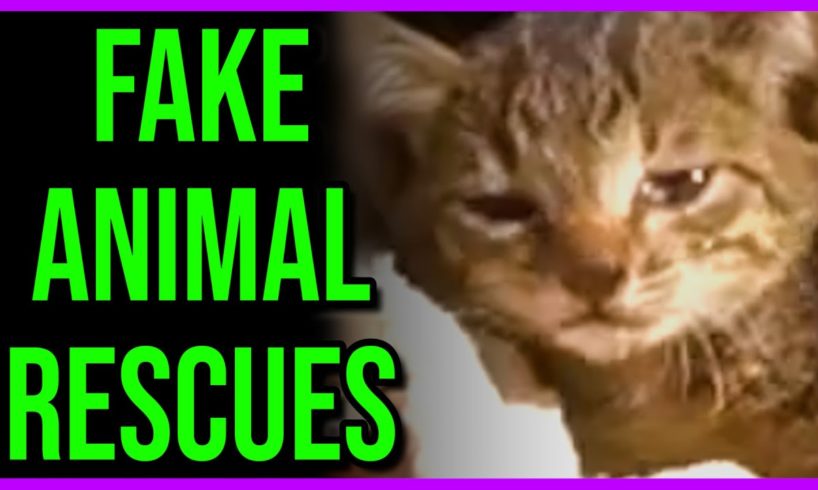 Fake Animal "Rescue" Channels Keep Popping Up...