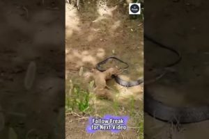 Fearless Mongoose vs King Cobra | Wild Animal Fight