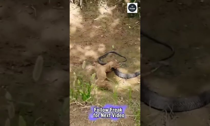 Fearless Mongoose vs King Cobra | Wild Animal Fight
