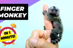 Finger Monkey - In 1 Minute! 🐒 One Of The Cutest And Exotic Animals In The World | 1 Minute Animals