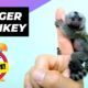Finger Monkey - In 1 Minute! 🐒 One Of The Cutest And Exotic Animals In The World | 1 Minute Animals