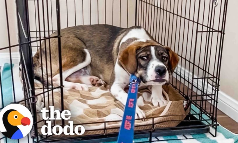 Foster Dog Refuses To Leave Her Crate For Weeks | The Dodo Foster Diaries