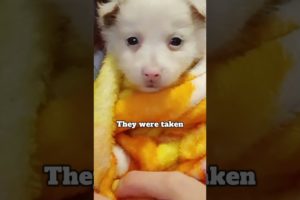 Four orphaned puppies found in an abandoned industrial zone