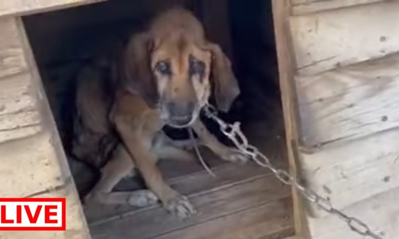 Freedom for a poor dog after 19 years, all his life, in a chain 😥 - Takis Shelter