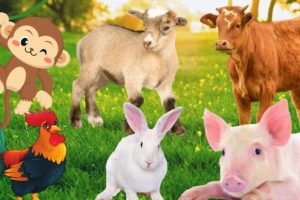 Fun animals, have fun with animals: Monkey, Chicken, Rabbit, Pig, Goat,...