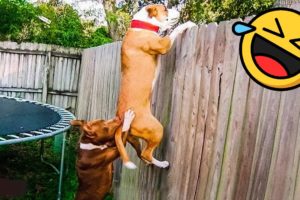 Funniest Animals 2022 🤣 - Funny Dogs And Cats Videos 🐶😺