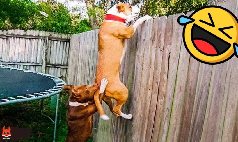 Funniest Animals 2022 🤣 - Funny Dogs And Cats Videos 🐶😺