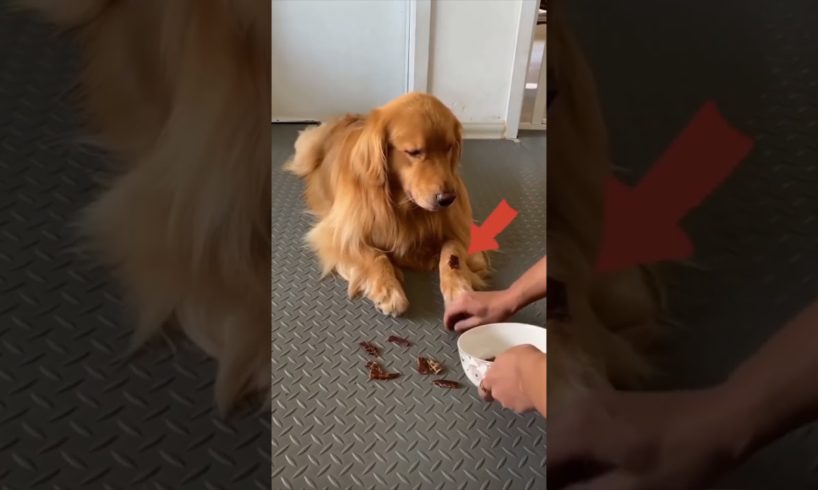 Funniest Animals The CUTEST Animals EVER! #shorts