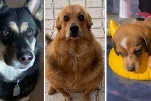 Funniest DOGS on Tiktok! 🐶 Cutest DOGGOS Compilation! 🥰