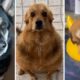 Funniest DOGS on Tiktok! 🐶 Cutest DOGGOS Compilation! 🥰