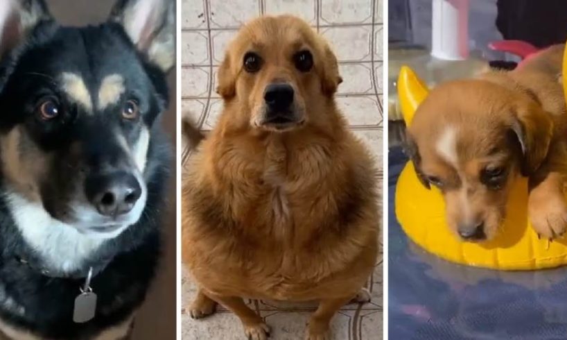 Funniest DOGS on Tiktok! 🐶 Cutest DOGGOS Compilation! 🥰