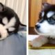 Funny And SOO Cute Husky Puppies Compilation🐶| Cutest Puppies