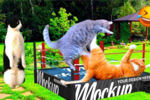 Funny Animal Fights🤣Video Compilation 2023