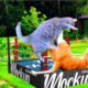 Funny Animal Fights🤣Video Compilation 2023