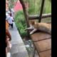 Funny Animal Videos 2023 😂 - Funniest Dogs And Cats Videos 😺😍#14