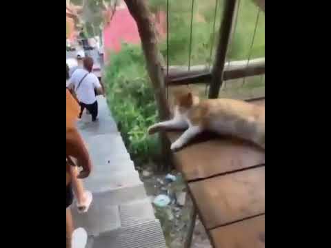 Funny Animal Videos 2023 π - Funniest Dogs And Cats Videos πΊπ#14