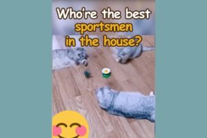 Funny Animals - Who Will Take the Crown in the Wildest -😹 Animal Sportsmanship 🏆Contest Ever? #1