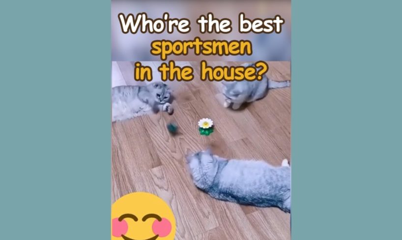Funny Animals - Who Will Take the Crown in the Wildest -😹 Animal Sportsmanship 🏆Contest Ever? #1