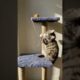 Funny Cat  Playing #shorts#ytshorts#cat#cats#animals