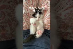 Funny Kitten Viral Reels😂|| #shortsvideo #amazing #kitten #reels #trending #animals
