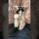 Funny Kitten Viral Reels😂|| #shortsvideo #amazing #kitten #reels #trending #animals