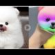 Funny and Cute Pomeranian Videos #4 | Cutest Puppies