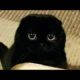 Funny animals - Funny cats / dogs - Funny animal videos 265
