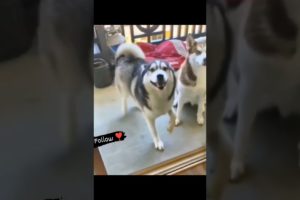 Funny dogs 😹😸😺 Cute puppies 🐶 😻 Funny Dog Videos #shorts #funnycatsanddogs