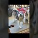 Funny dogs 😹😸😺 Cute puppies 🐶 😻 Funny Dog Videos #shorts #funnycatsanddogs